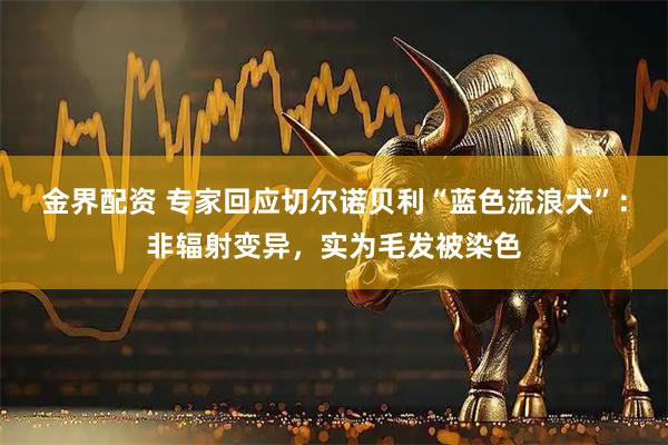 金界配资 专家回应切尔诺贝利“蓝色流浪犬”：非辐射变异，实为毛发被染色